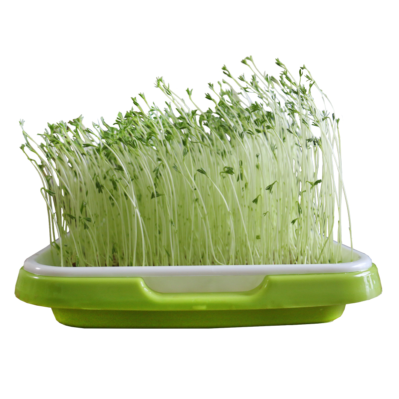 芽苗菜种子阳台水培纸上种菜豌豆尖鸡毛菜育苗盘麻豌豆空心菜种籽