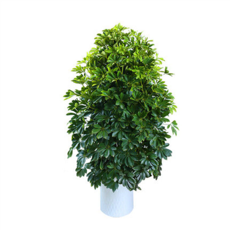 盆栽鸭脚木七叶莲常绿植物花卉室内四季常青绿植易活好绿植