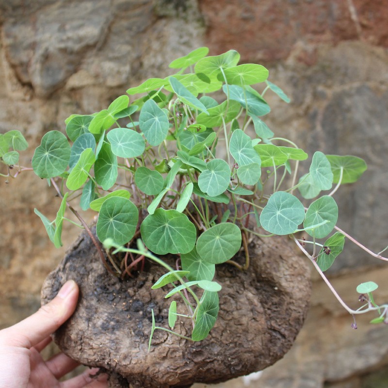 植物乌龟盆栽金不换爬藤中药材盆景多肉块根办公室空气净化剂