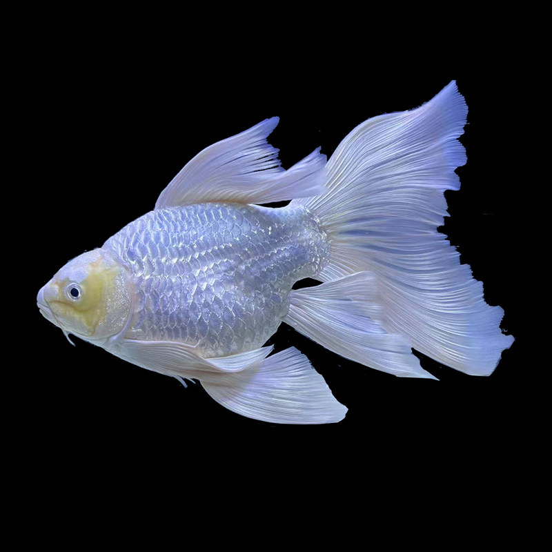 蝴蝶鲤大长尾球体短身锦鲤贵妃观赏鱼小鱼鱼苗鱼