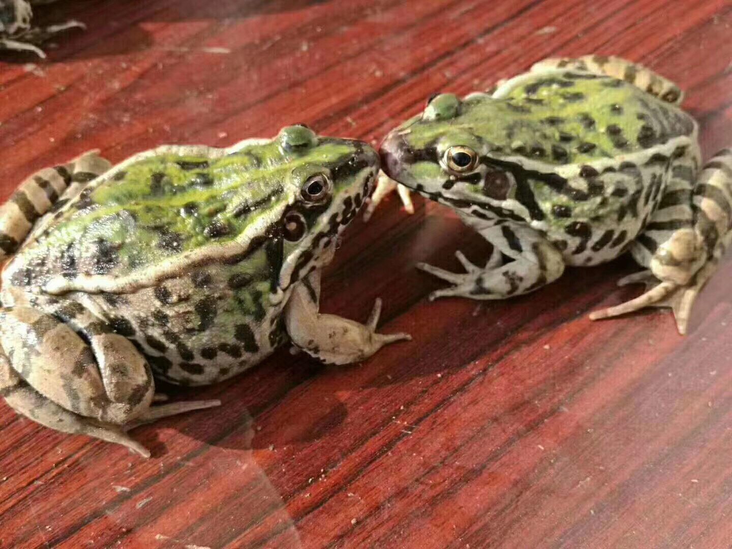 活体江西鲜活青蛙500克体现田鸡新鲜黑斑蛙非其它