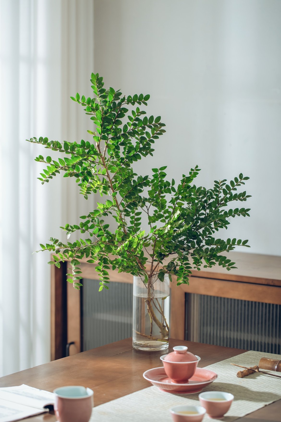 空间陈设美男树水培植植物鲜切枝条日系室内装修绿植