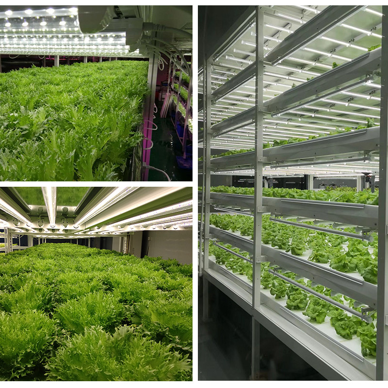 无土栽培设备植物工厂学校水培组合式蔬菜瓜果叶菜花架