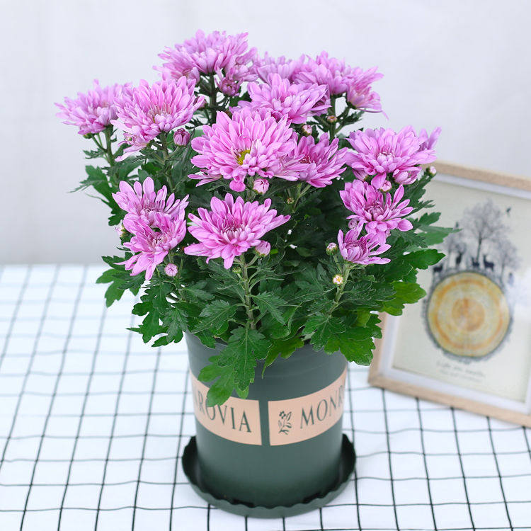 花卉植物室内阳台客厅摆放小雏菊盆栽带花含盆时令草本花卉