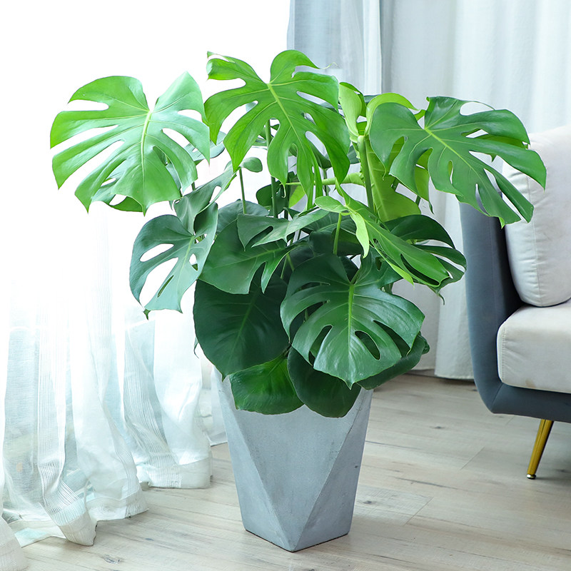 洞开龟背室内大叶多孔花卉甲醛净化空气无锡同城绿植