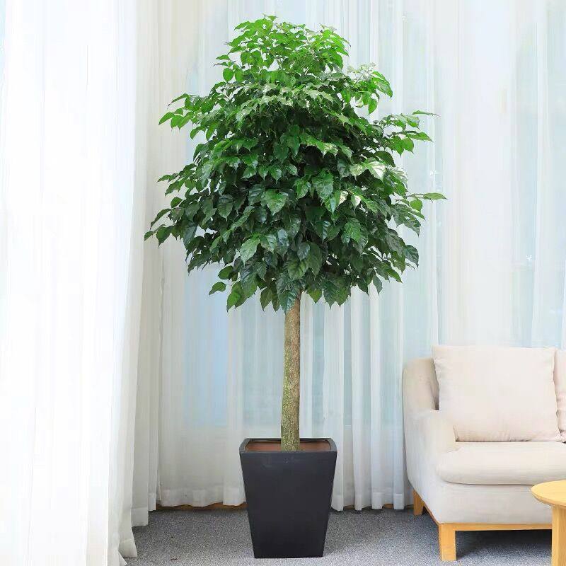 室内花单杆粗落地盆栽植物办公室客厅大幸幸福树大型绿植