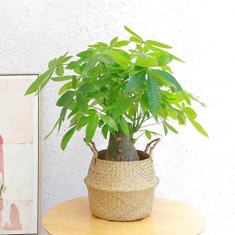 招财客厅办公室桌面室内小型发财树桩头四季观叶植物无锡同城绿植