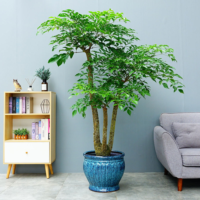 绿植大叶幸福树三杆盆栽植物室内大树树桩净化空气绿植