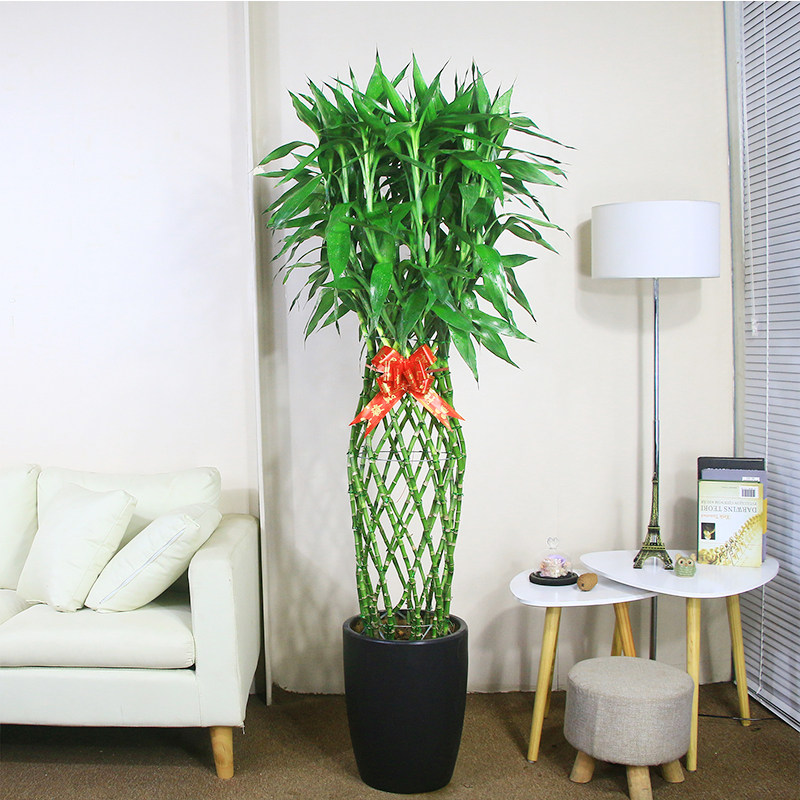 富贵富贵竹竹笼盆景植物室内客厅开业乔迁招财大型绿植