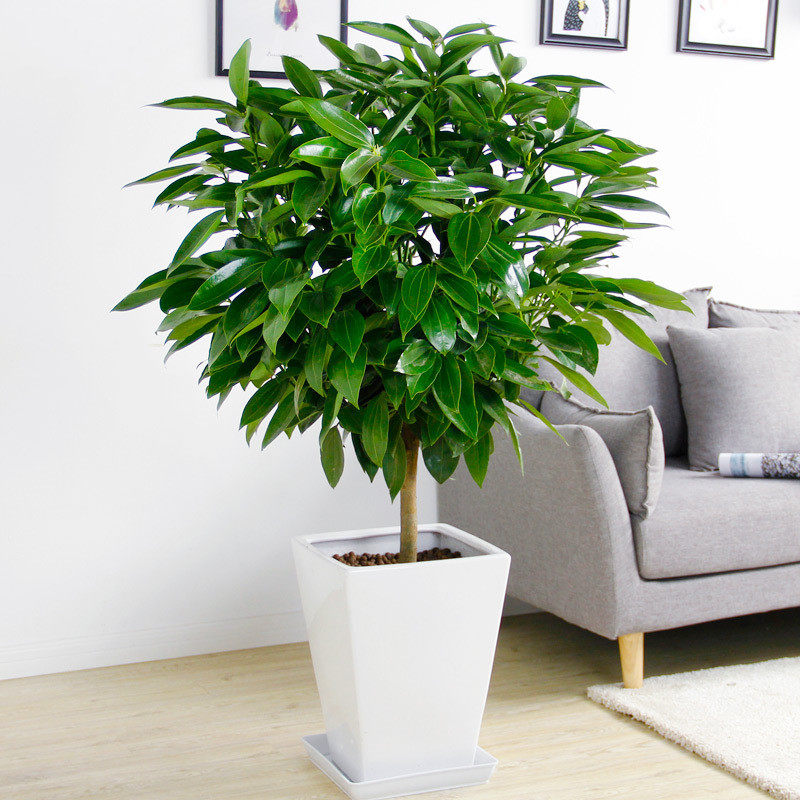 大型平安树盆栽室内客厅无锡绿植花卉同城配送绿植