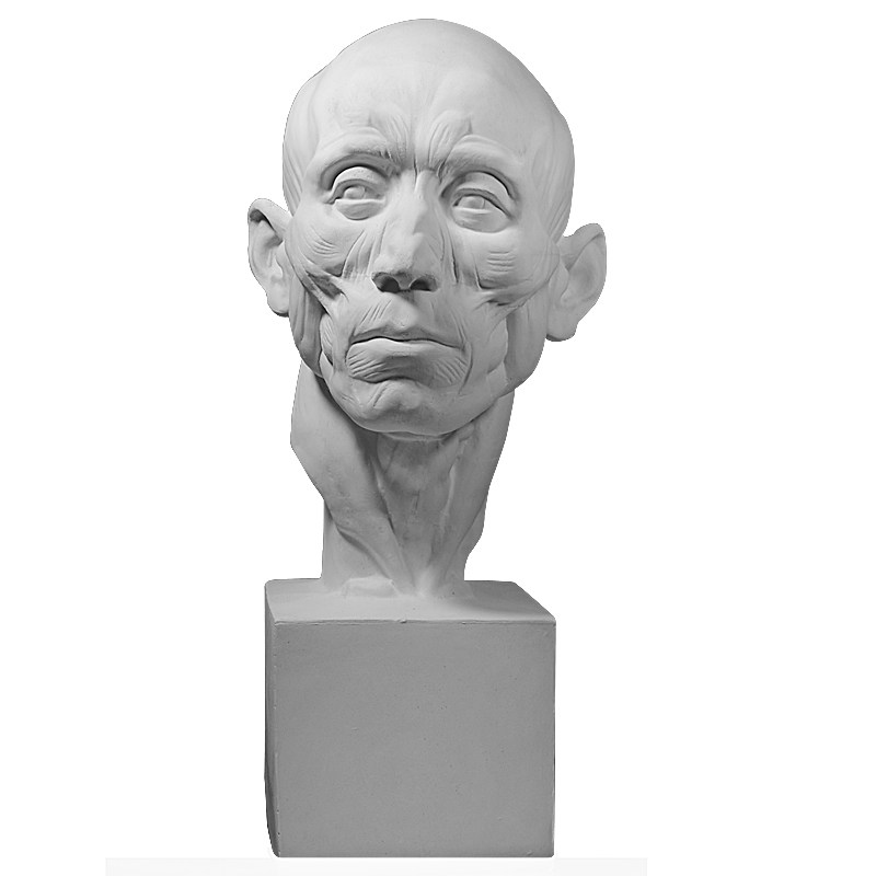 石膏农民肌肉渔民解剖美术写生教具静物绘画石膏像