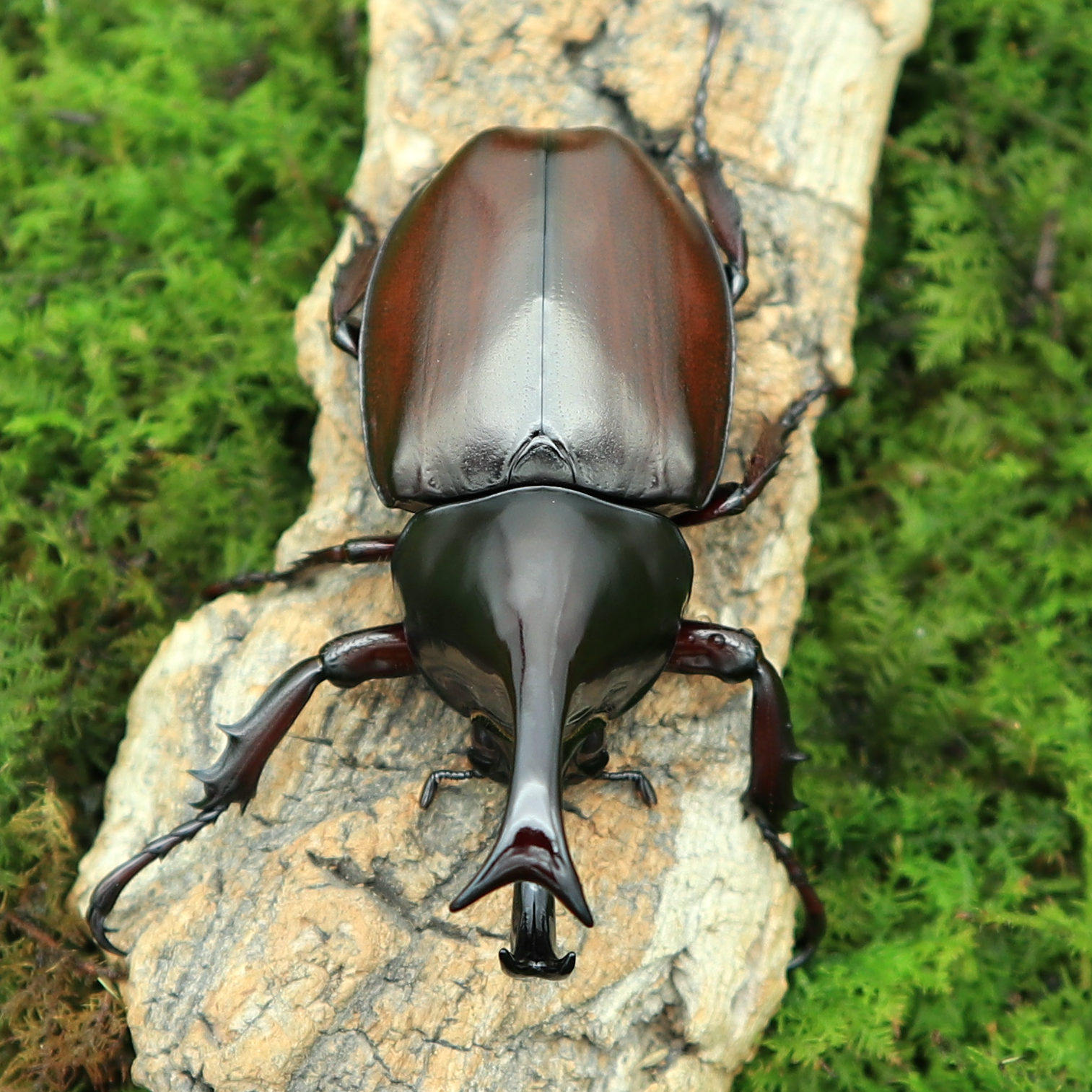 牧野虫社泰国姬兜亚洲经典甲虫好生好养好看其它宠物