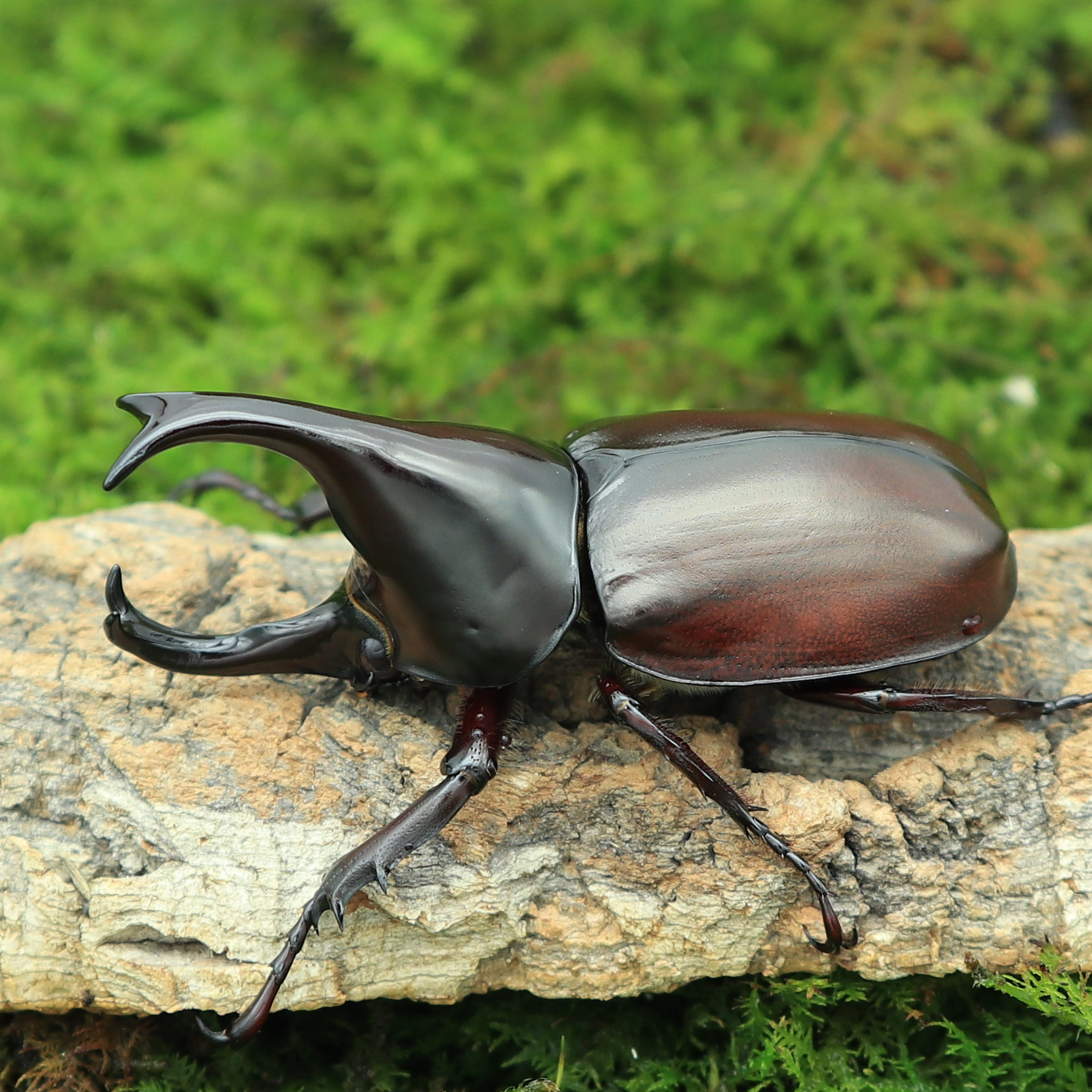 甲虫宠物 常见图片