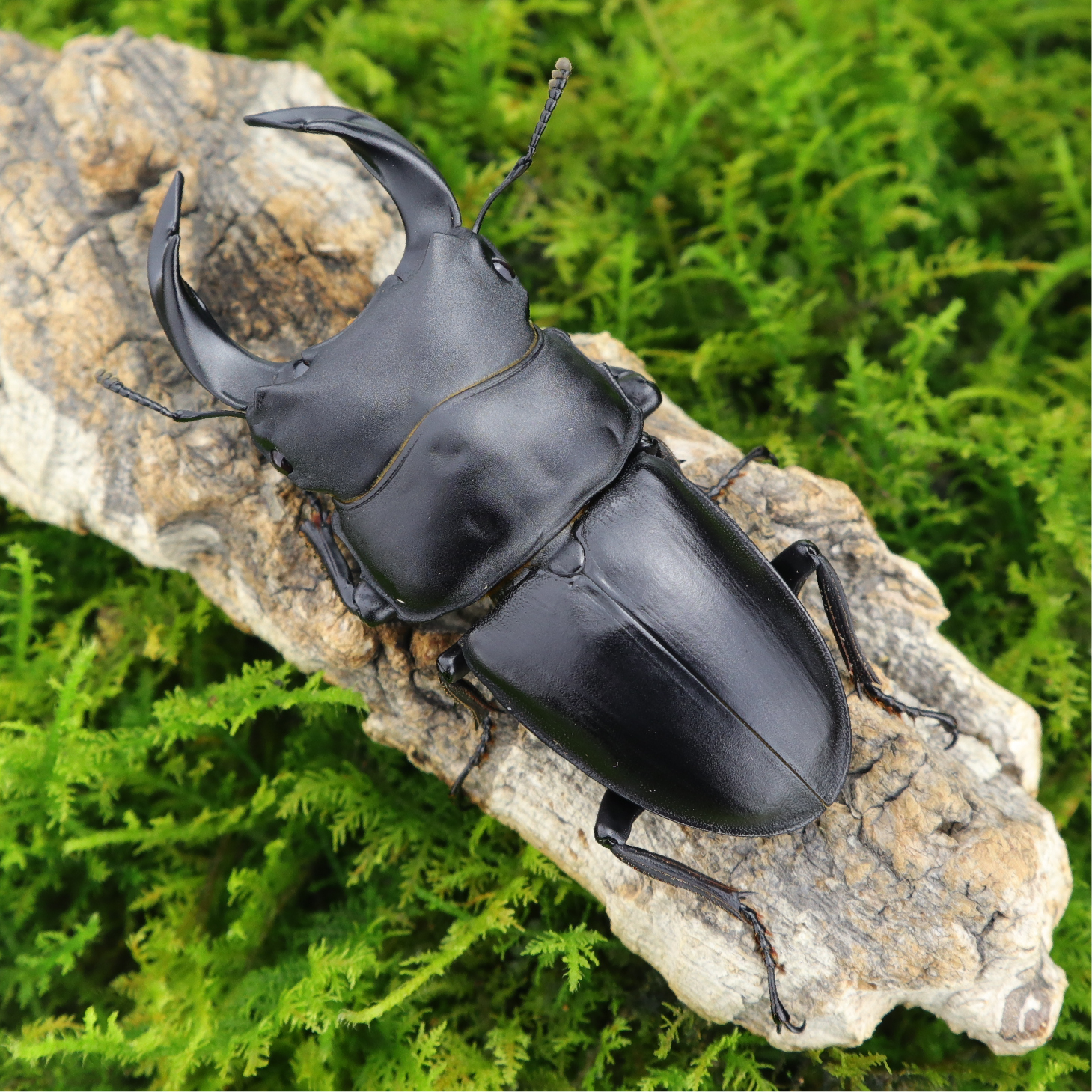 中国国大牧野虫社独角仙甲虫爬宠活体形虫昆虫特色爬宠