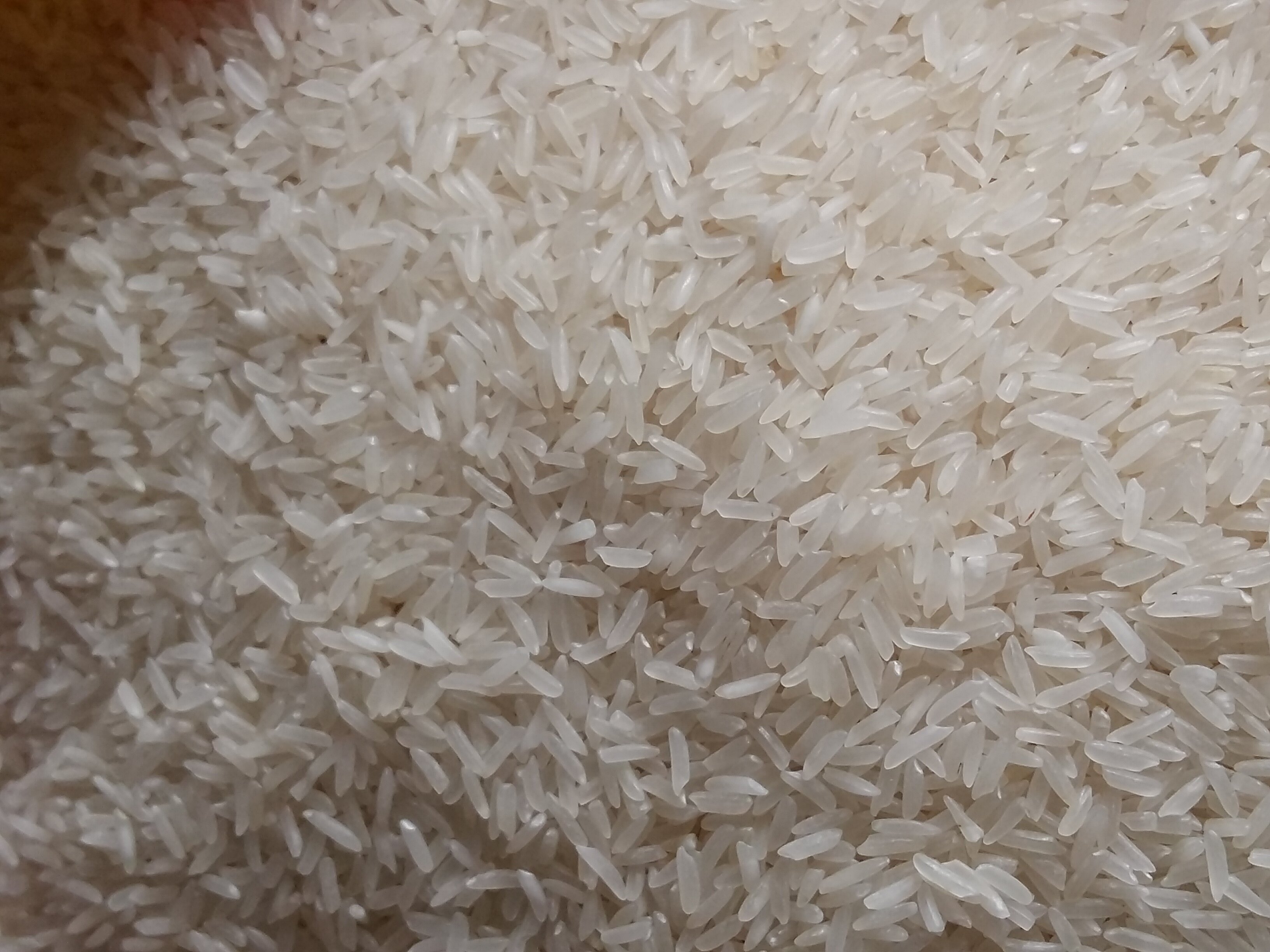 新会特产晚造新大米a 字江门司前小农粘米15kg