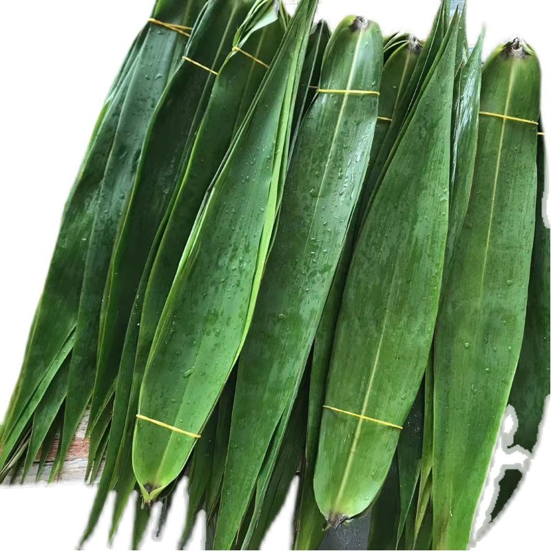 粽叶免邮新鲜大号棕叶现摘野生粽子子叶广东粽子