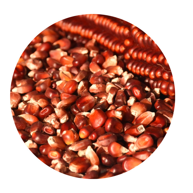 红玉鸽粮玉米小鸟五斤红色玉米粒小粒信鸽用粮玉米