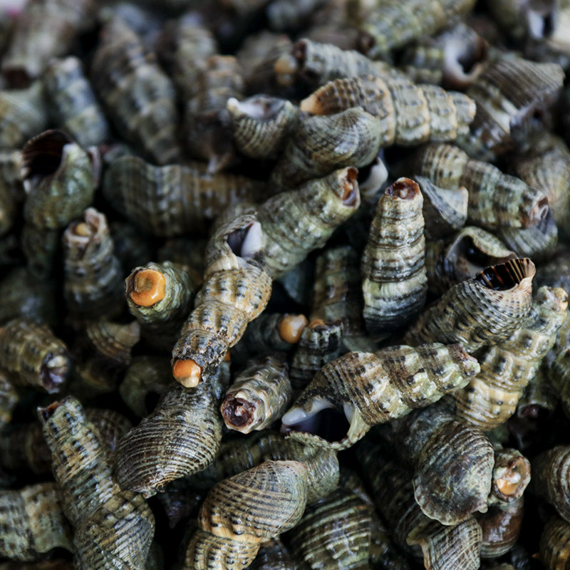 去尾尖螺海瓜子鲜活新鲜海捕海螺丝大海海鲜小海青口贝