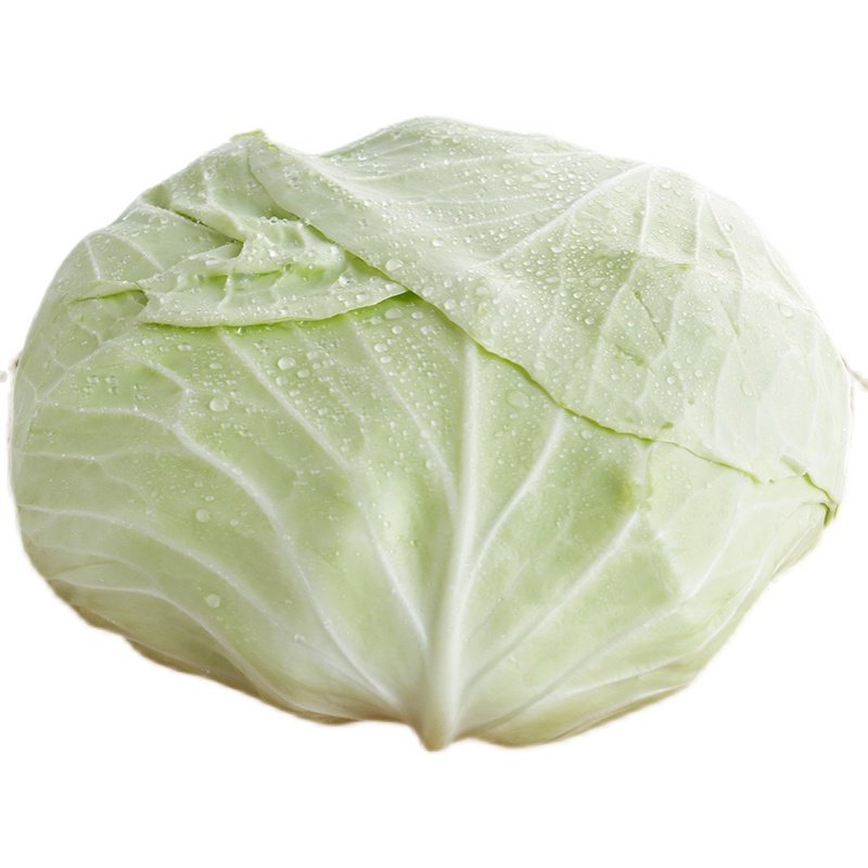 福建露天扁包扁平包包新鲜蔬菜高丽菜莲花白其它