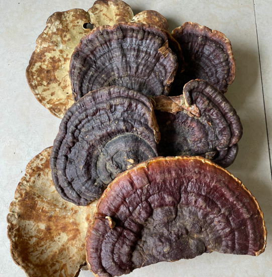 无柄赤芝野生灵芝海南可切包邮整枝灵芝