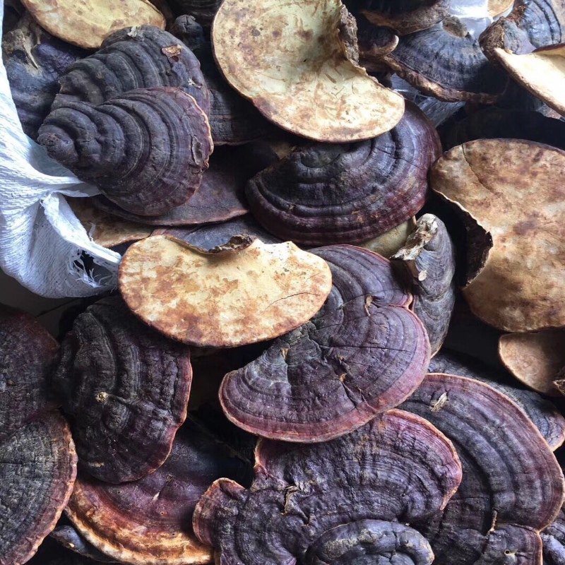 无柄赤芝野生灵芝海南可切包邮整枝灵芝