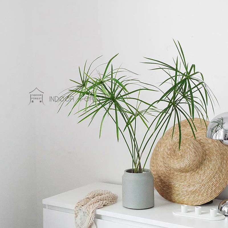 风车草旱伞沼泽过滤鱼缸书房趣味窗台庭院阳台鲜花速递同城