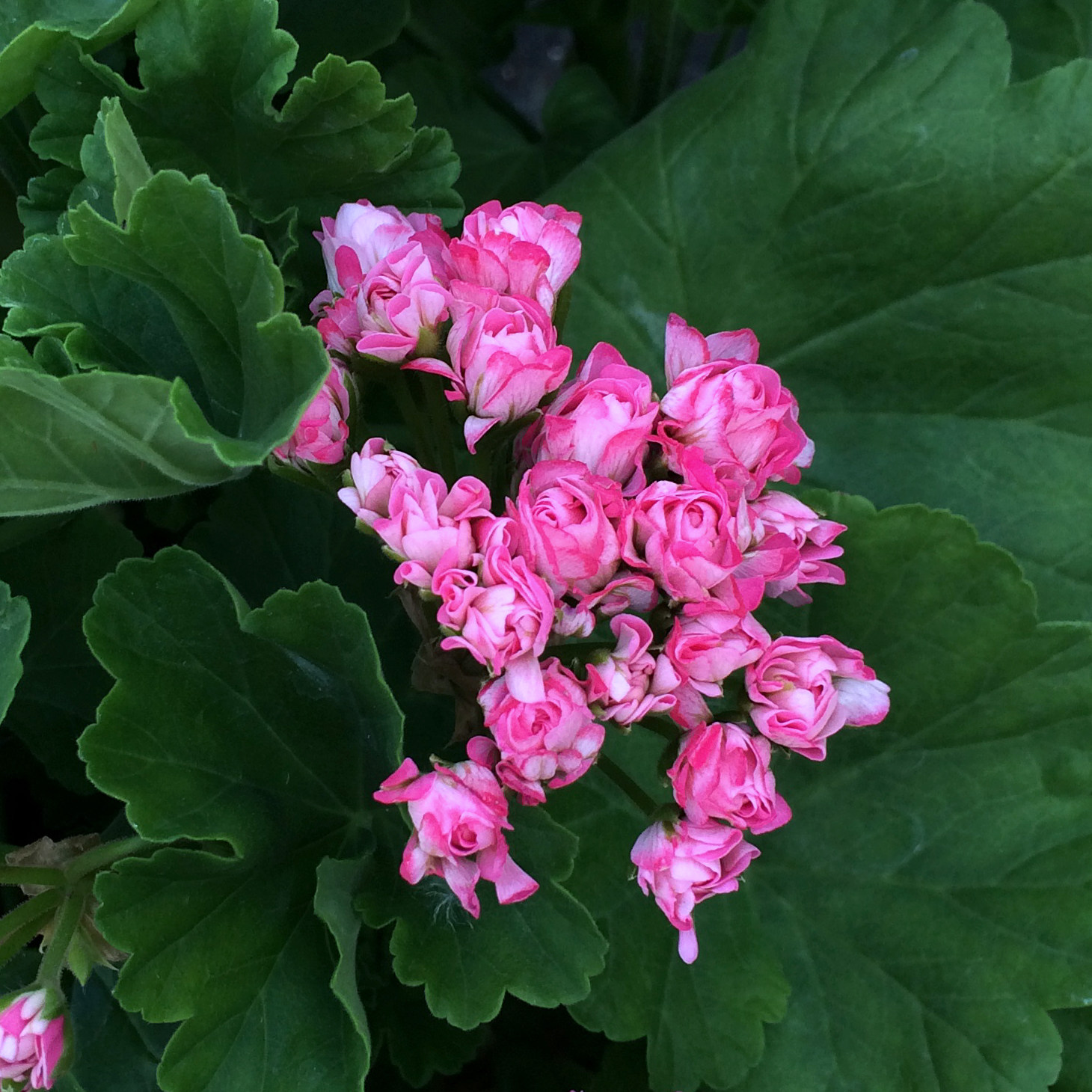 惠惠惠的花园直立天竺葵粉碗量大株型矮小阳台花卉