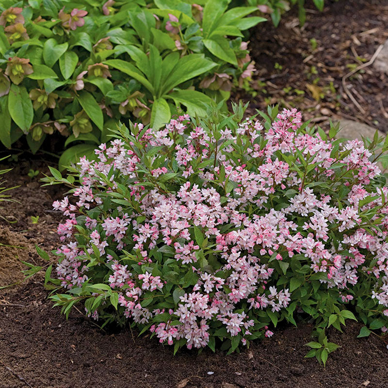 惠惠惠的花园冰生雪球溲疏粉溲庭院阳台多年生时令草本花卉