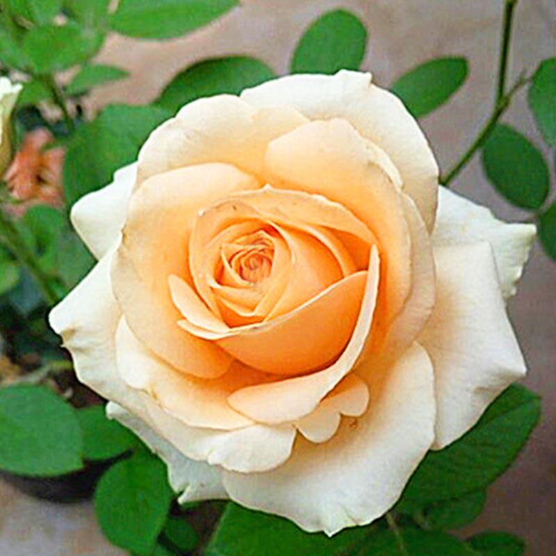 惠惠惠的花圃经典大花切花月季蜜桃雪山香槟色花卉