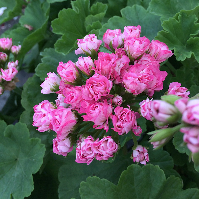 惠惠惠的花园直立天竺葵粉碗量大株型矮小阳台花卉