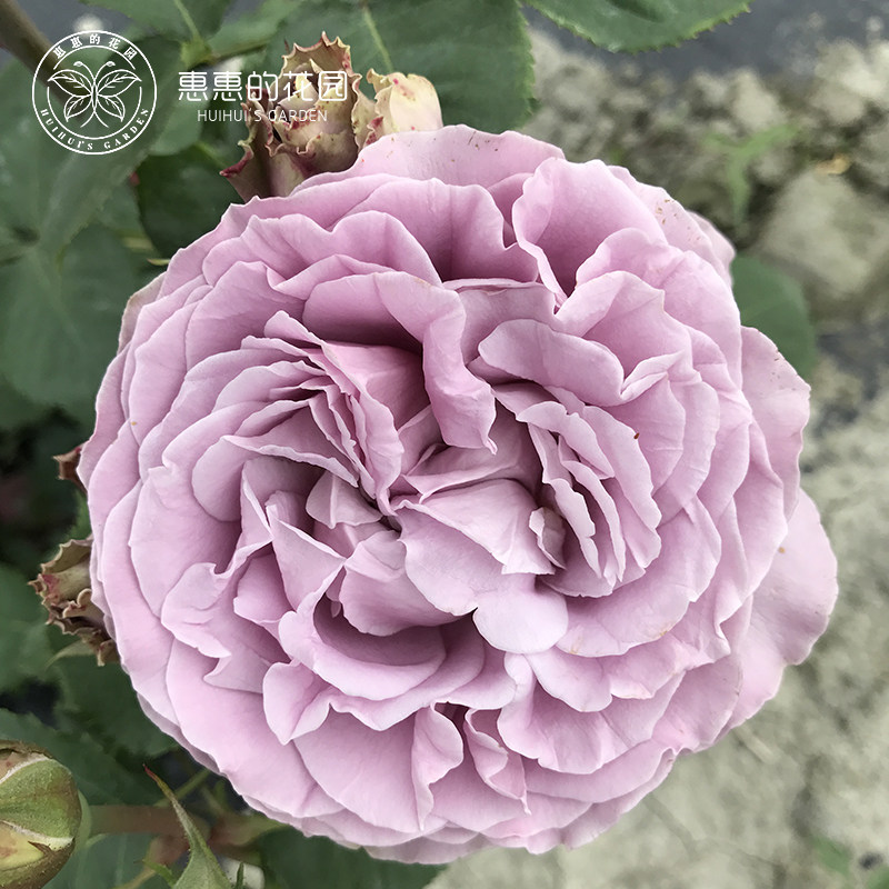 惠惠惠的花圃蓝色物语冬季重复开花勤花淡香月季