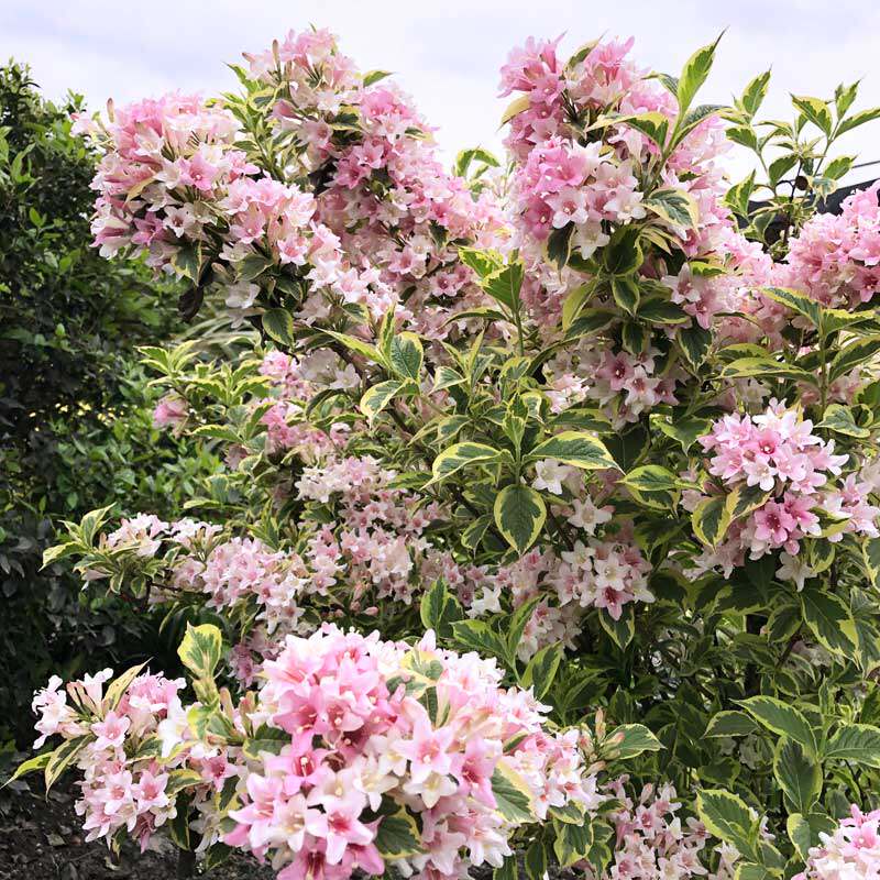 花园惠惠惠的花叶锦带观花观叶花园阳台多年生灌木时令草本花卉