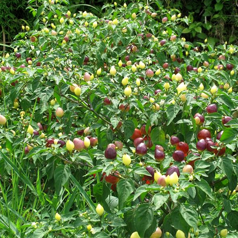 广西新鲜现摘3斤七彩辣椒包邮灯笼椒泡椒种子五彩椒 包邮