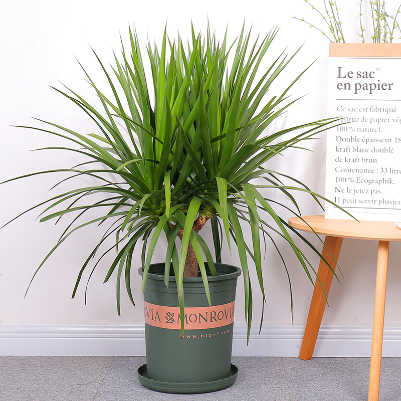 多头龙须龙血树龙铁树绿植盆栽大型花卉植物室内客厅净化空气包邮