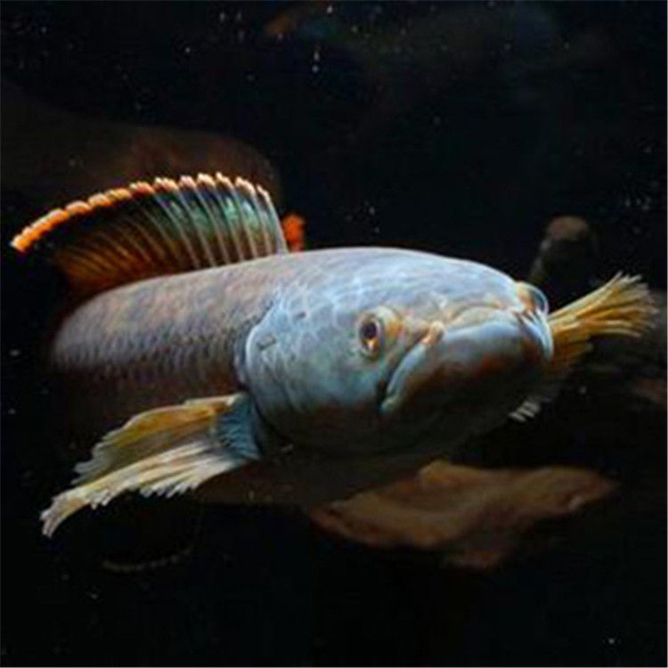 龙鱼大型观赏鱼彩虹虹雷淡水冷水鱼凶猛雷龙鱼活体鱼