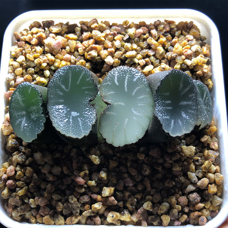 富强花卉白亚玉扇铭品玉扇一物一拍多肉植物纹路多肉植物