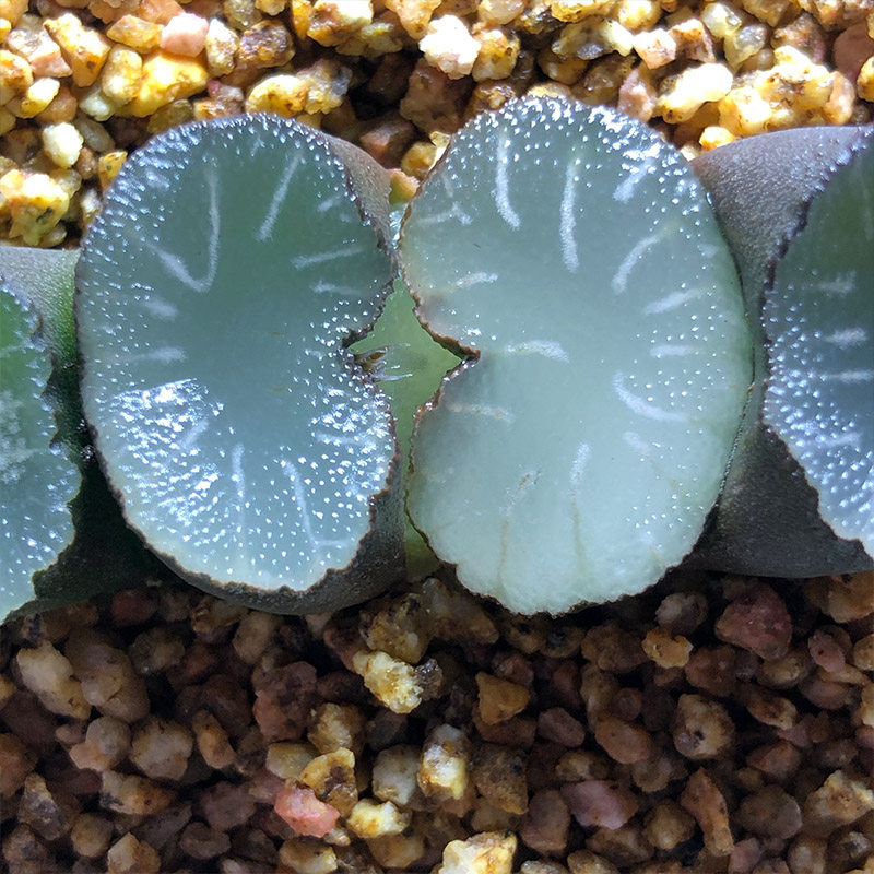 富强花卉白亚玉扇铭品玉扇一物一拍多肉植物纹路多肉植物