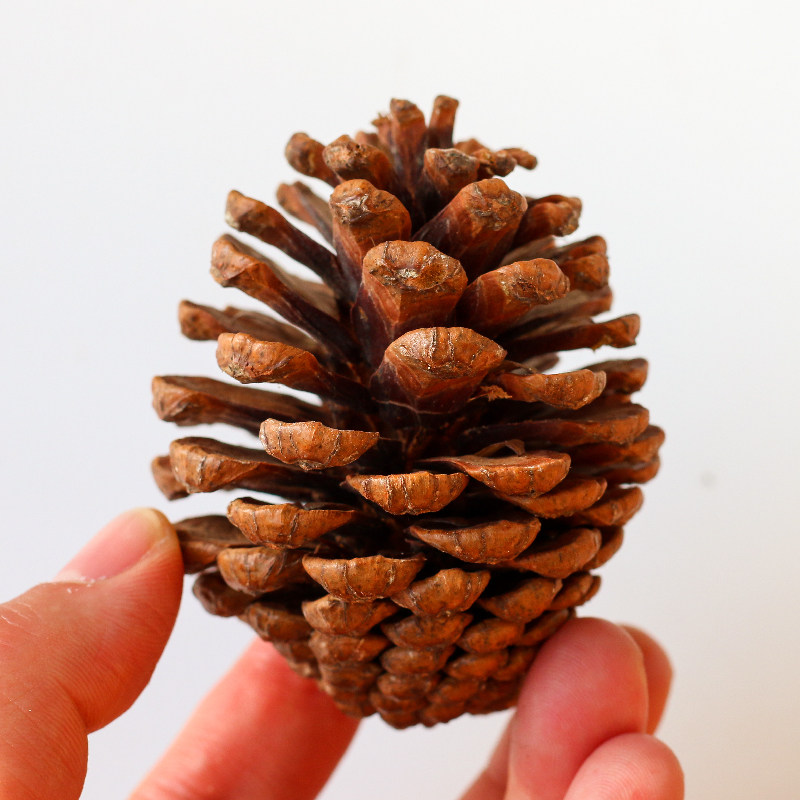 馥蕾小松松果橡果天然植物永生花果实手工diy干花