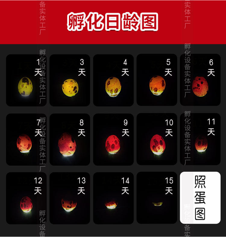 70枚鹌鹑蛋受精种蛋可孵化鹌鹑鸟蛋可孵化活体鹌鹑受