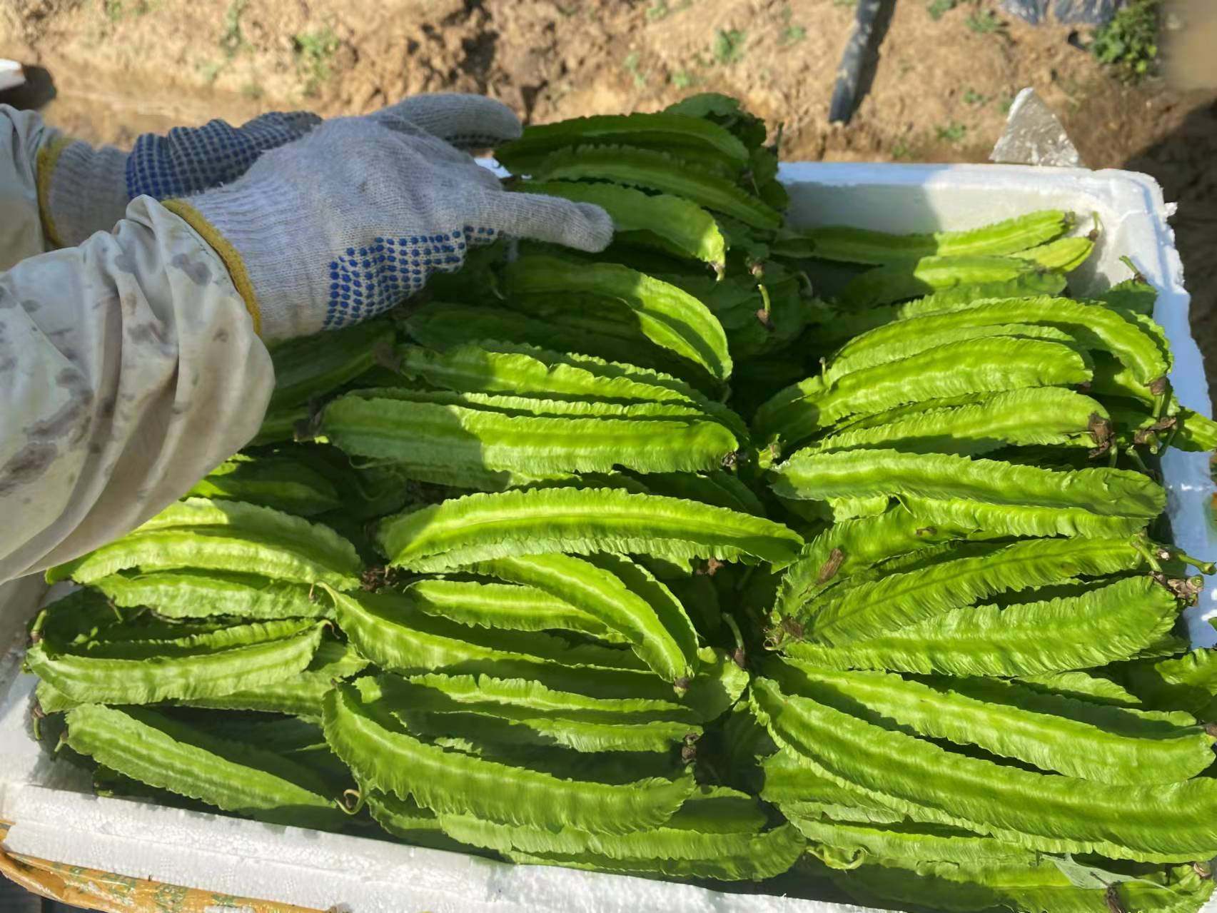 现摘空运四角三亚新鲜蔬菜四棱海南特产果蔬其它