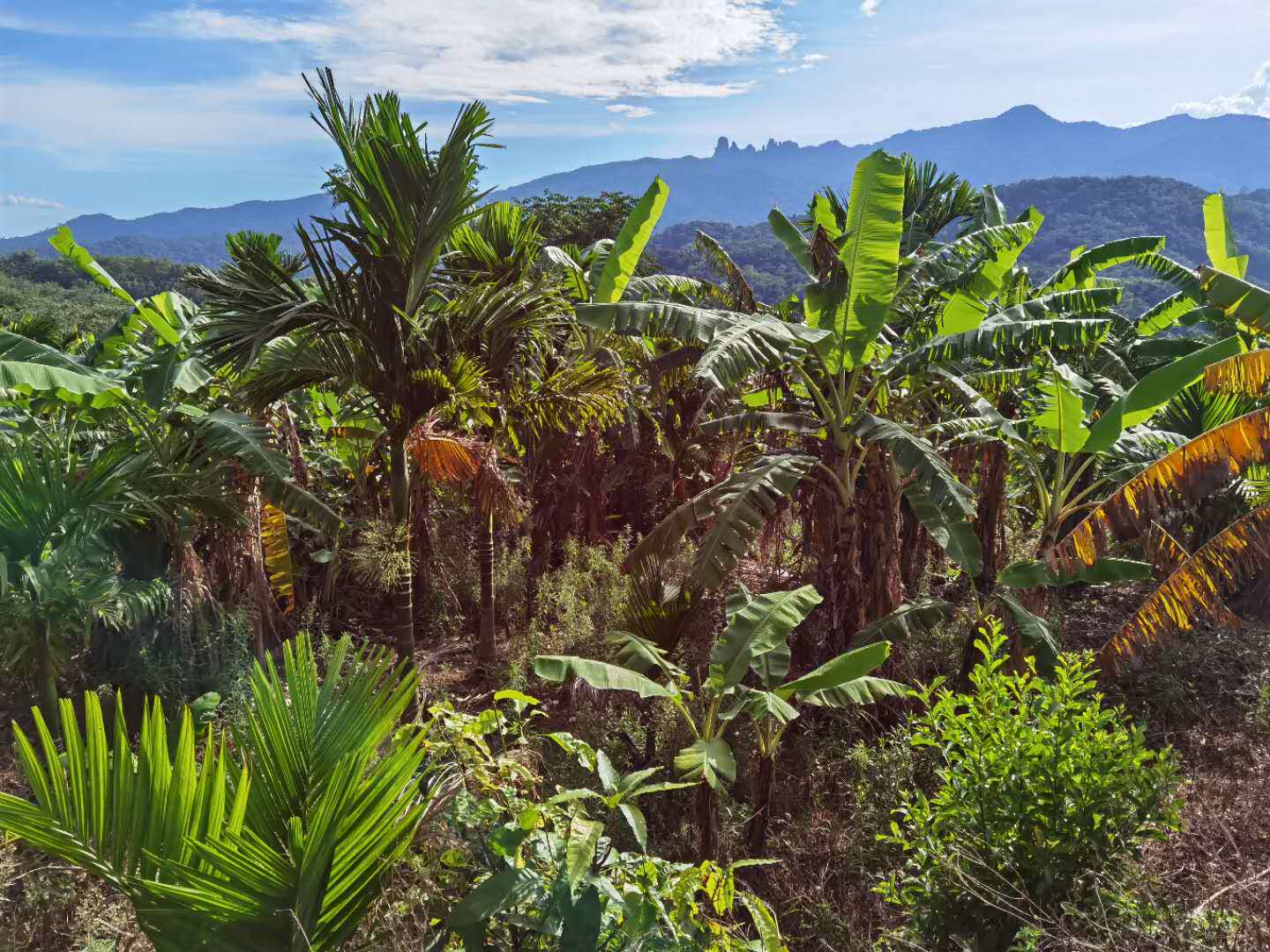 顺丰空运自然野生小米米蕉海南五指山香蕉新鲜香蕉