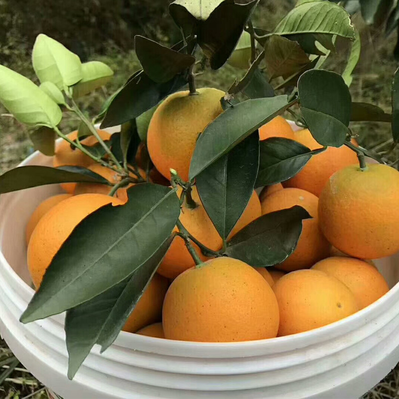 冰糖正宗麻阳锦蜜湖南橙超10斤包邮新鲜水果橙