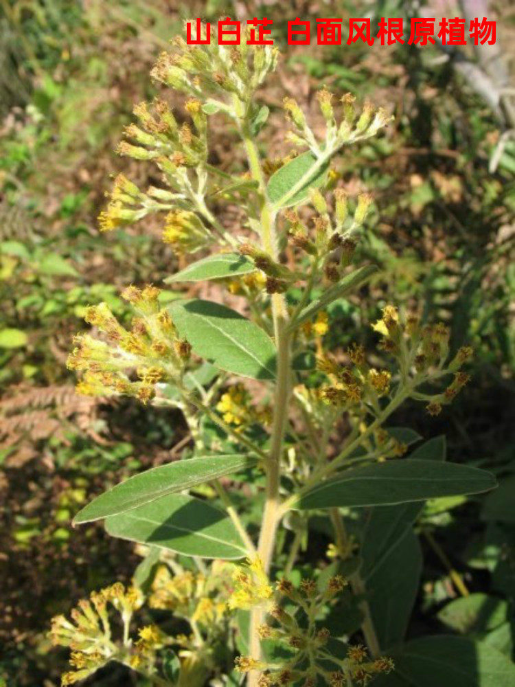 客家白面风根山白芷乌脚鸡寻骨风根头500g新货真货包邮