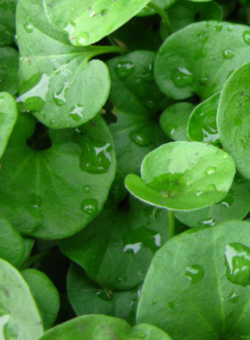 金钱马蹄鱼脐小叶细叶落地500g包邮其他药食同源食品