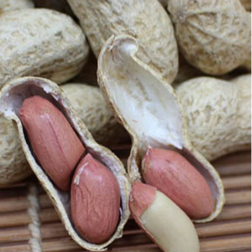 正宗石城土特产屏山红石绿色翻秋花生原味零食花生