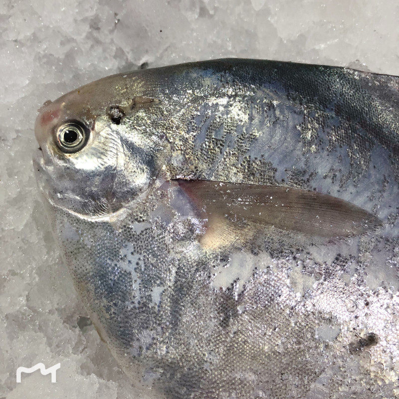 渔老大石浦野生海捕银鲳扁鱼白边鲳鳊鱼平鱼鲜活现捕捞单条5-6两