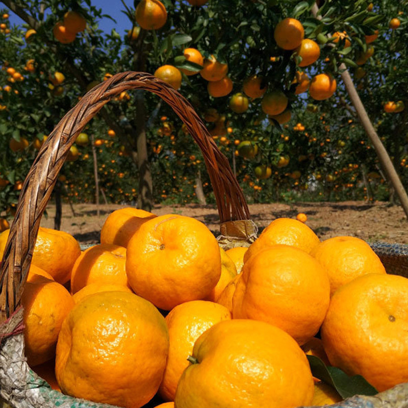 湖北长阳清江岩松坪椪柑橘子当季新鲜水果薄皮桔子