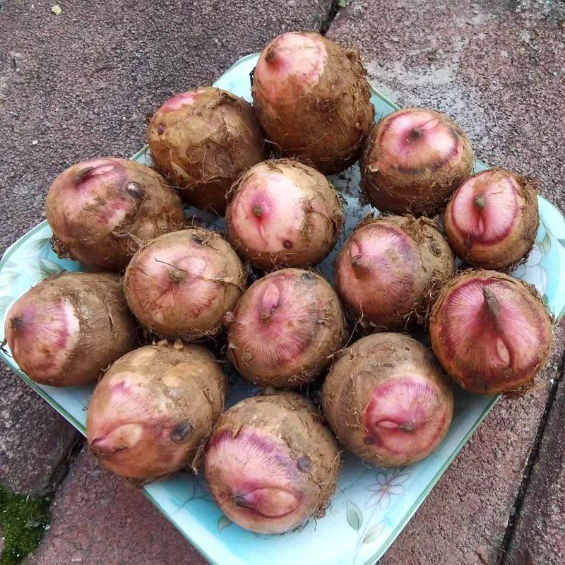 红芽芋现挖新鲜红牙小毛芋头红嘴香芋贵州香糯芋头