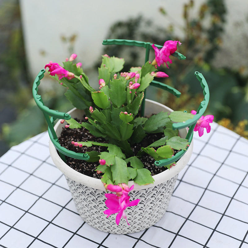 新款蟹爪兰花花架支架多肉太阳花支撑倒伏拼接花架