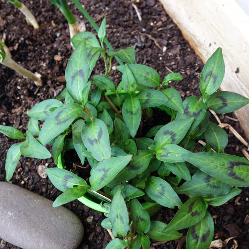 越南香菜越南芫荽叻沙叶克拉香草食用盆栽阳台耐湿热料理可水培养